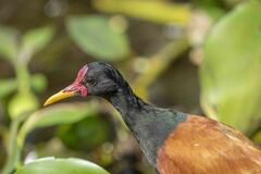 Jacana jacana