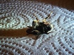 Bombus caliginosus