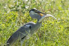 Ardea cocoi