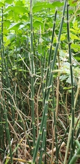 Equisetum hyemale