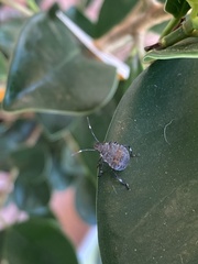 Halyomorpha halys