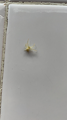 Thomisidae