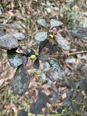 Myoporum
