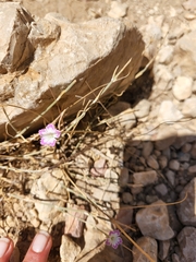 Dianthus strictus