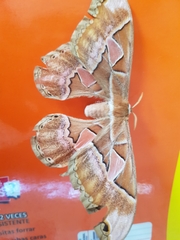 Attacus atlas