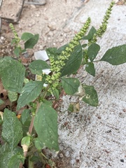 Amaranthus