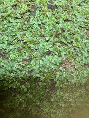 Conocephalum conicum