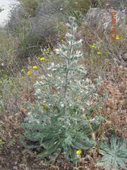 Echium italicum