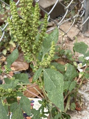 Amaranthus