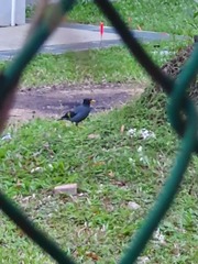 Acridotheres javanicus