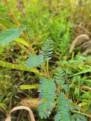 Chamaecrista