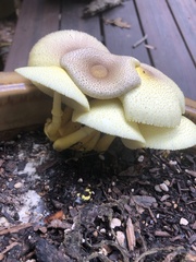 Leucocoprinus birnbaumii