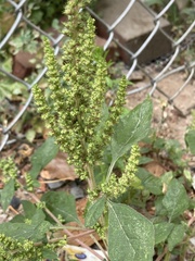 Amaranthus