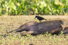 Molothrus oryzivorus