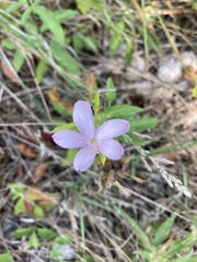Sabatia angularis