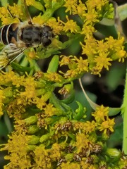 Eristalis arbustorum