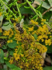 Eristalis arbustorum