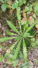 Cirsium palustre
