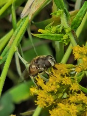 Eristalis arbustorum