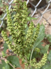Amaranthus