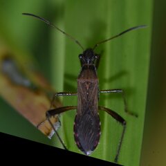 Alydus
