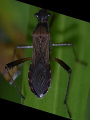 Alydus