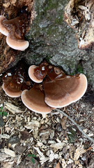 Ischnoderma resinosum