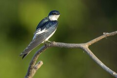 Tachycineta albiventer