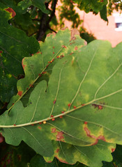 Neuroterus anthracinus