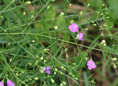 Agalinis tenuifolia