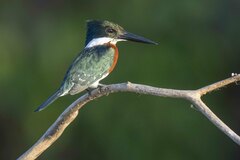 Chloroceryle americana