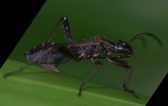 Alydus