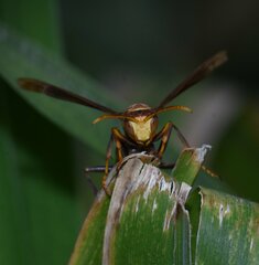 Polistes major