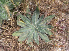 Echium italicum