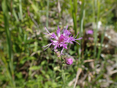 Liatris squarrulosa