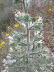 Echium italicum