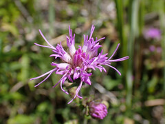 Liatris squarrulosa