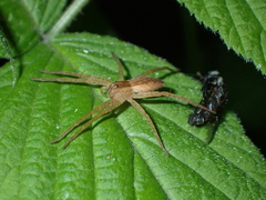 Dolomedes sulfureus