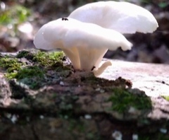 Ductifera pululahuana