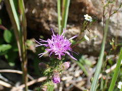 Liatris squarrulosa