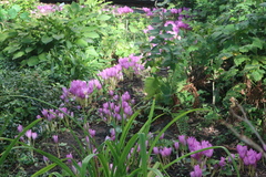 Colchicum speciosum