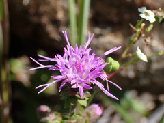 Liatris squarrulosa