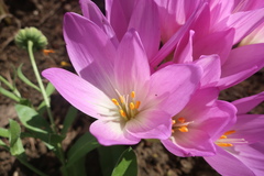 Colchicum speciosum