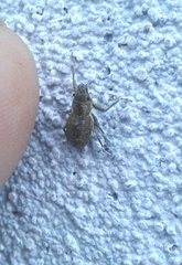 Pantomorus cervinus