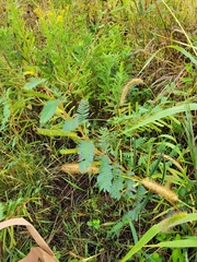 Chamaecrista