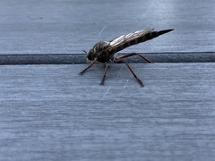 Neomochtherus willistoni