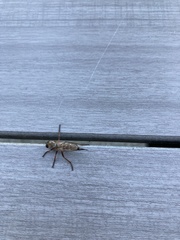 Neomochtherus willistoni