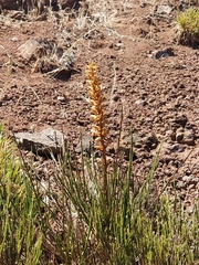 Orobanche