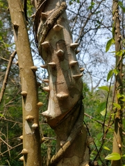 Zanthoxylum rhoifolium