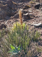 Orobanche